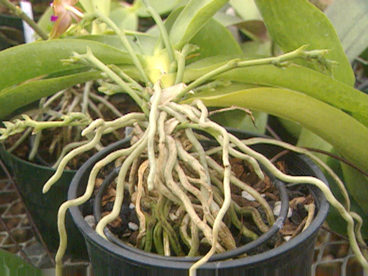 Как заставить орхидею зацвести в квартире: проверенный рецепт для всех видов